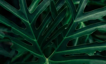 VV_Grid_Nossa-História-_2_-_1_-_1_ (1)